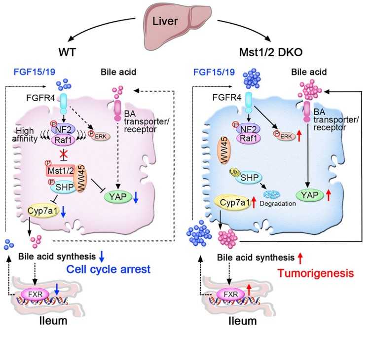 FGF15-Hippo signaling.jpg